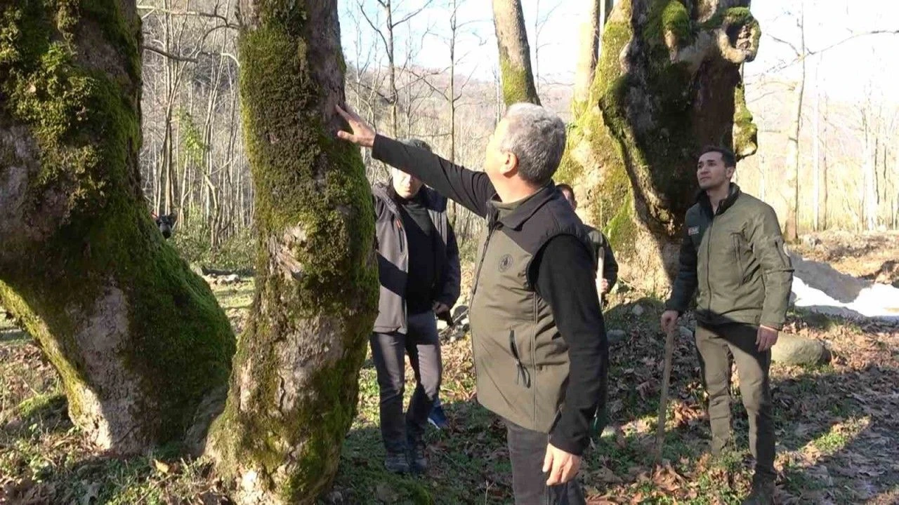 Yalova’da Çınar Ağaçları Kuruyor